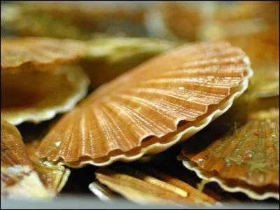 Coquille : que ne d&eacute;signe-t-elle pas ?