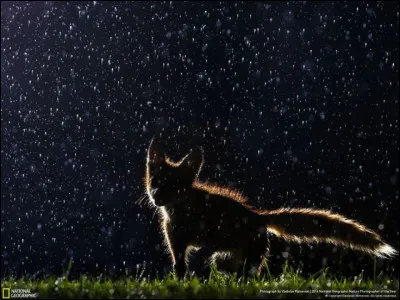 Dans la série télévisée policière française "Alex Hugo", quel acteur interprète le rôle du lieutenant Renart ?