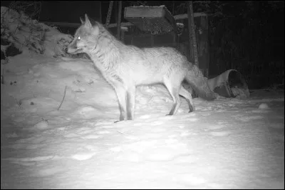 Qui a chanté "Le loup, le renard et la belette" ?