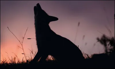 À qui doit-on le roman policier "La Nuit du renard" ?