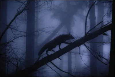 Quelle actrice est à l'affiche du film "Le Renard et l'enfant" ?