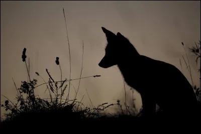 Durant la Seconde Guerre mondiale, quel militaire était surnommé "Le Renard du désert" ?