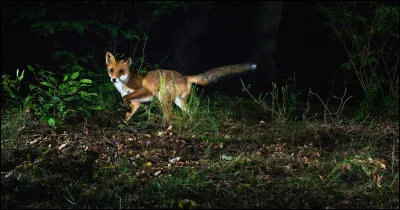 Dans quelle fable de Jean de La Fontaine un renard tombe dans un puits ?