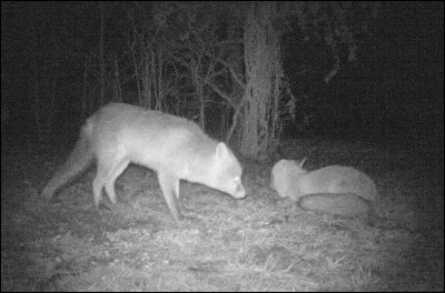 Dans le long-métrage d'animation des studios Disney "Rox et Rouky", qui est Rox ?