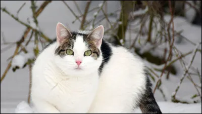 Museau de Granit, qui était lieutenant, meurt. Quelle est ta réaction ?