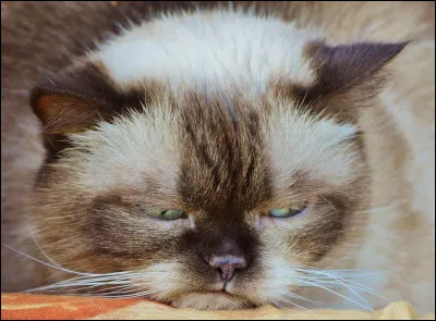 Tu pars chasser sans demander l'autorisation, et Museau de Granit te punit. Comment réagis-tu ?