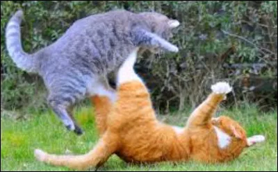 Le clan de l'Ombre attaque ! Que fais-tu ?