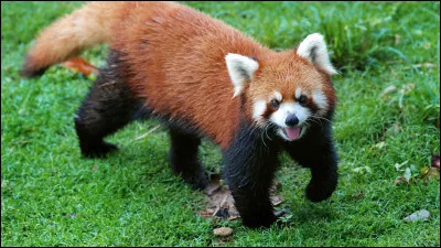 Quel est ton animal préféré ?