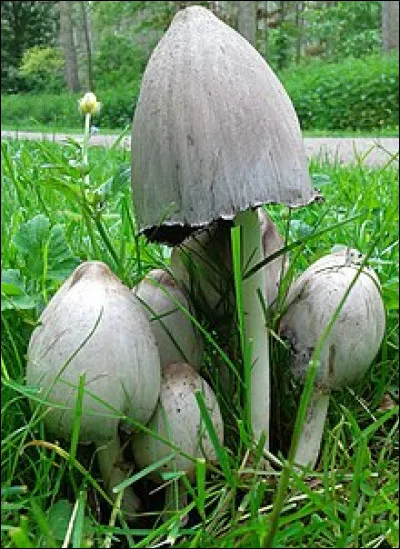 Coprin : celui que nous voyons en photo est un coprin noir d'encre. Comment choisirez-vous de le déguster pour l'apprécier et ménager votre santé ?