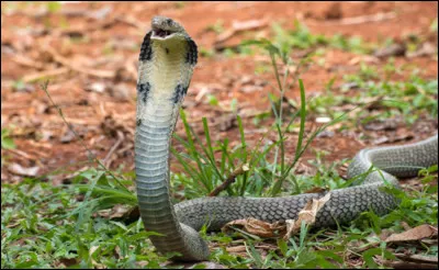 Cobra royal : En Inde, s'il se laisse charmer au son de la flûte, ce serpent énorme a-t-il un venin dangereux ?