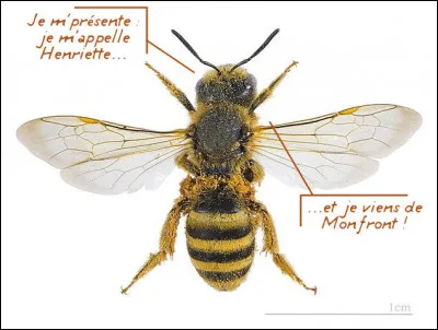 Les Halictes sont de la même super-famille que les abeilles et font partie des "amies du jardinier" par leur potentiel pollinisateur. Celle ci-dessus porte le joli nom d' ... (Complétez !)