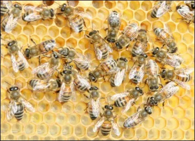 Histoire > Un bénédictin, Karl Kehrle (dit "Frère Adam") empêche, en 1915, l'éradication totale des abeilles anglaises par un parasite interne. Comment s'y prend-t-il ?