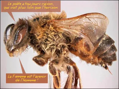 "Apis mellifera capensis" a une singularité tout à fait étonnante : laquelle ?