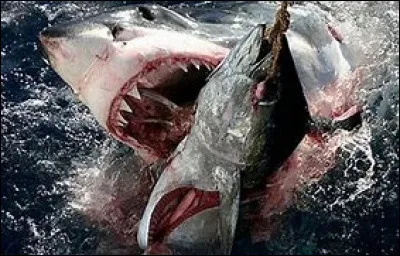 Qui est le nouveau chef de la police locale originaire de New York ?