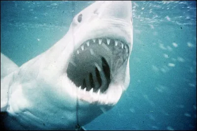 Qui mange le requin ?