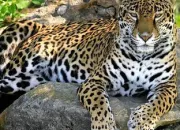 Quiz Les jaguars