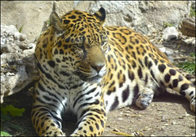 Quel est le nom scientifique du jaguar ?