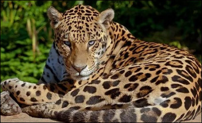 Quelle est la famille du jaguar ?