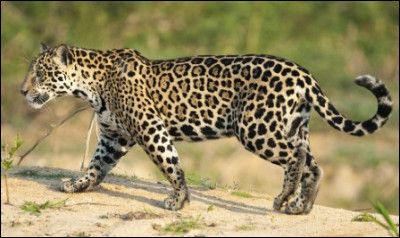 Quelle est la moyenne de taille pour un jaguar ?