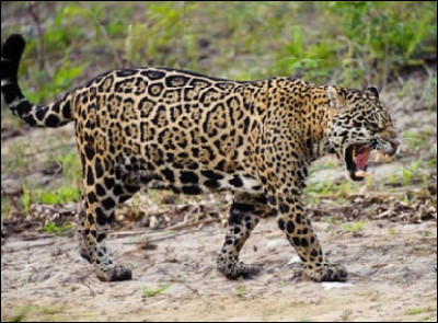 Et sa moyenne de poids ?