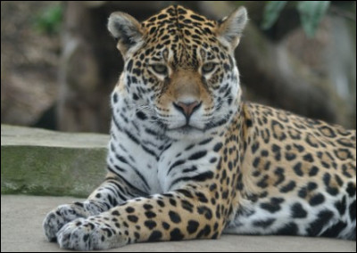 Comment appelle-t-on la femelle du jaguar ?