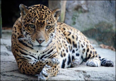 Quelle est la longévité d'un jaguar ?