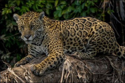 Sur quel continent trouvons-nous le plus souvent des jaguars ?