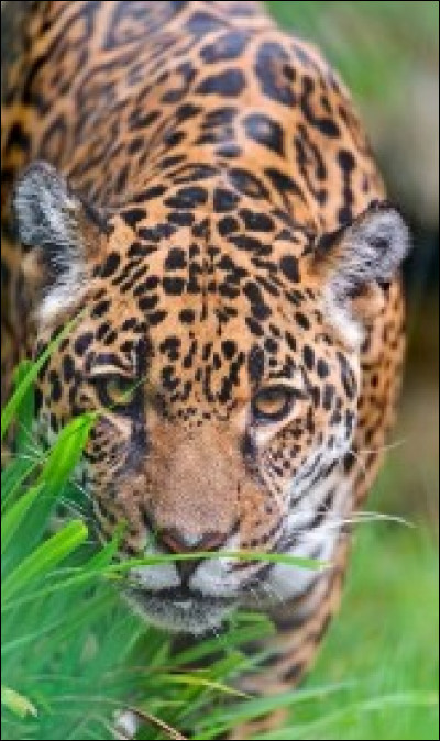 De quoi se nourrit un jaguar ?