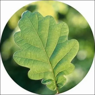 À quel arbre appartient cette feuille ?