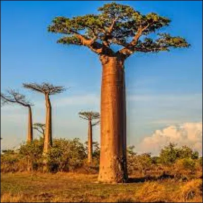 Qui n'a jamais entendu parler du baobab, ce magnifique arbre d'Afrique ? Cet arbre comporte de gros fruits ovales parfaitement comestibles. Le savais-tu ? Ces fruits s'appellent ''les fruits du baobab'' et sont riches en vitamine...