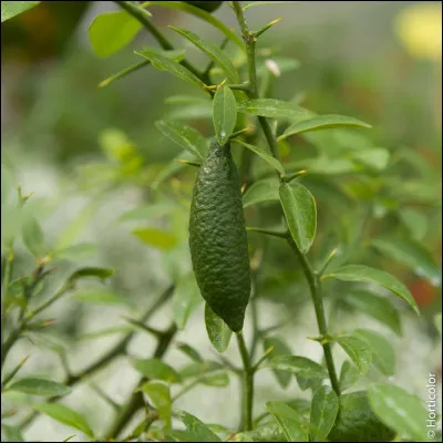 Voici un agrume rare et peu connu, le citron caviar ! Il peut être de couleur verte ou jaune, et il est de la taille d'un cornichon. Quelle est sa particularité ?