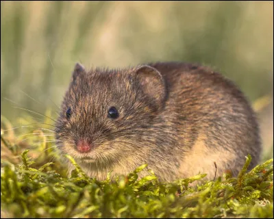 Quelle est ta nourriture préférée ?