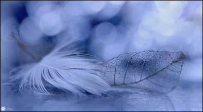 Quel est l'autre nom du train de plume ?