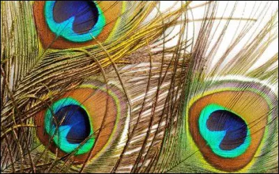 Dans quel manga retrouve-t-on un personnage du nom de Plume ?