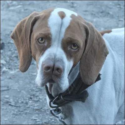Quelle est cette race de chien possédant un nez fendu et des oreilles plutôt grandes et tombantes ?
