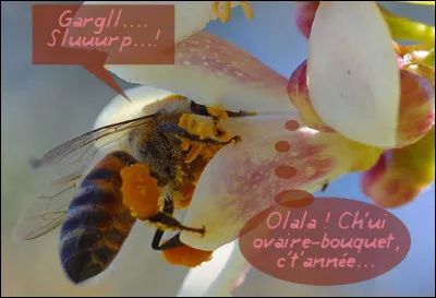 Se "tapant" - en tout bien tout honneur - quelques 700 pistils par jour, on pourrait ainsi et sans arrières-pensées, qualifier justement l'abeille de ...