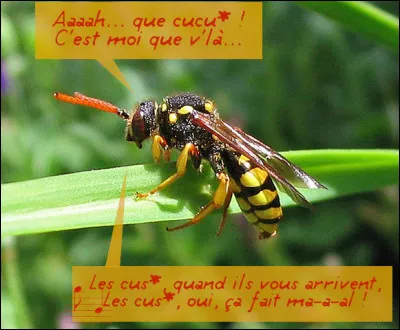 Cette abeille-là, sauvage, offre un comportement plutôt "rock-and-roll", puisqu'on la dit "cleptoparasite". Quel est son petit nom vernaculaire ?