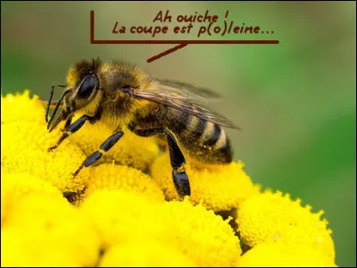 En un mot commençant : pollinisatrices ! Qu'elles soient solitaires, sauvages, mellifères ou non, toutes les abeilles le sont. Ce qui veut dire ... (Complétez !)