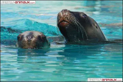 Depuis quelle année est-il interdit de chasser l'otarie australienne ?