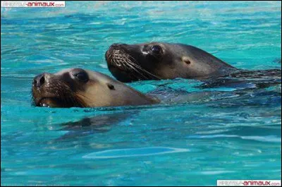 Dans lequel de ces océans retrouve-t-on l'otarie à fourrure du Nord ?