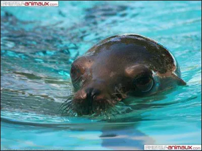 Lequel de ces comportements correspond à celui des mâles chez les otaries ?
