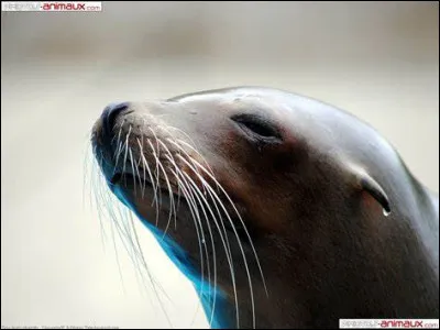 Comment leurs moustaches sont-elles appelées ?