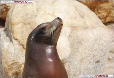 Combien de genres existe-t-il chez l'otarie ?