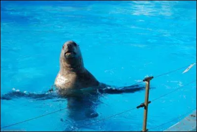 Sur quel continent retrouve-t-on l'Arctocephalus pusillus ?