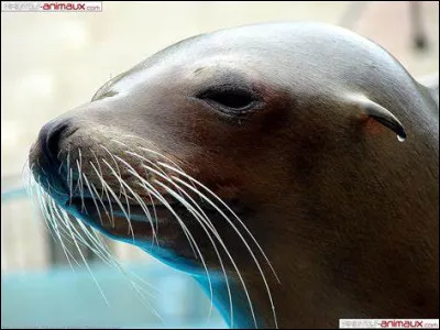 Quelle est la plus petite des otaries ?