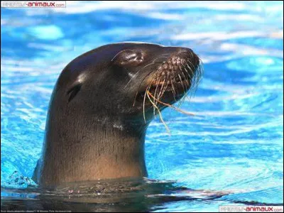 Quel est l'autre nom du lion marin ?