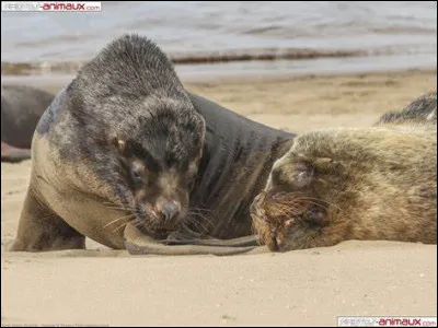 Quelle est la taille maximale de l'otarie de Californie femelle ?