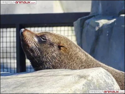 Combien d'otaries de Nouvelle-Zélande est-il permis de chasser chaque année ?