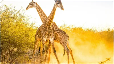 De quelle couleur est la langue d'une girafe ?