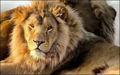 Qu'est la t&ecirc;te de lion ?